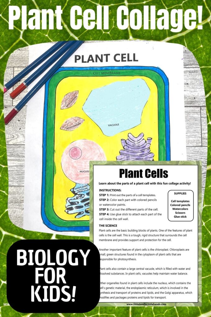 植物細胞の色付けアクティビティ - Little Bins for Little Hands
