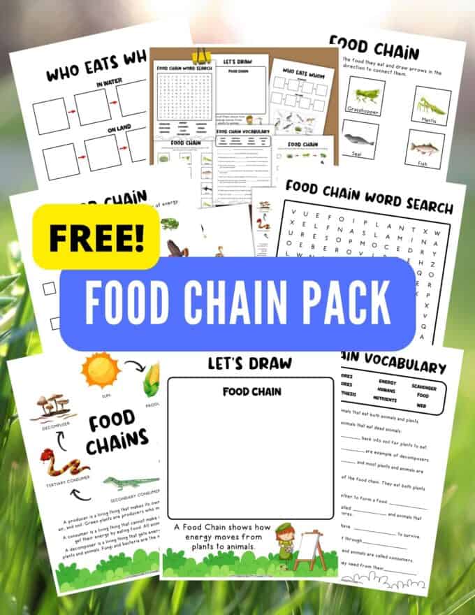 Activiteit voedselketen (gratis printbaar) - Kleine bakken voor kleine handen