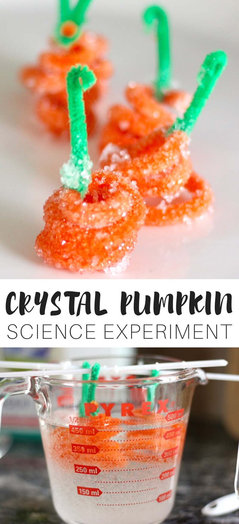Pumpkin Crystal Science esperimentua 5 Pumpkins jarduerarako